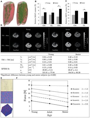 Role of the Extracellular Matrix in Loss of Muscle Force With Age and Unloading Using Magnetic Resonance Imaging, Biochemical Analysis, and Computational Models
